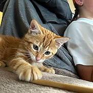 Rocky participe au concours pour gagner de l'argent avec cette photo : kitten, cat, orange_tabby, paw, blanket, child, braid, indoor, playful, soft_texture, feline, pet, young_animal, curious, couch, human, side_view, close_up, young_person, relaxed