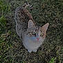 Gipsy a rejoint le concours — aidez-le/la à gagner de superbes lots ! cat, tabby, grass, outdoor, animal, pet, feline, nature, curious, whiskers, ears, eyes, tail, ground, mammal, looking_up, daylight, cute, fur, small