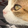 cat, close_up, side_profile, fur, whiskers, eye, pet, animal, domestic, face, muzzle, natural_light, texture, soft, brown, white, focus, indoor, pattern, background