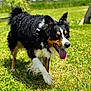 dog, black_fur, white_fur, brown_fur, curly_fur, tongue_out, grass, outdoor, sunny, daylight, ears_up, happy, canine, pet, nature, greenery, walking, animal, summer, playful