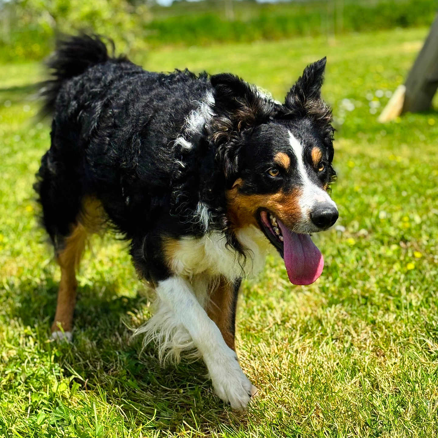 Peps participe au concours pour gagner de l'argent avec cette photo : animal, black_fur, brown_fur, canine, curly_fur, daylight, dog, ears_up, grass, greenery, happy, nature, outdoor, pet, playful, summer, sunny, tongue_out, walking, white_fur