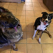 Peps a rejoint le concours — aidez-le/la à gagner de superbes lots ! dog, two_dogs, indoor, tile_floor, happy, smiling, tongue_out, pet, canine, sitting, fur, ears, brown, black, white, animal, companion, friendly, domestic, cute