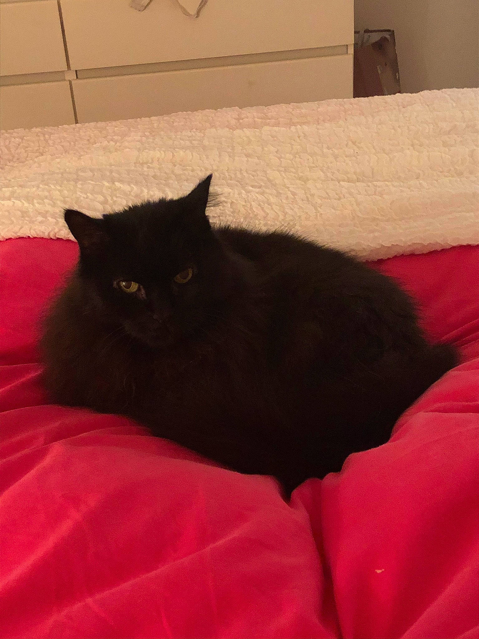 Bouclette a rejoint le concours — aidez-le/la à gagner de superbes lots ! bed, black_cat, bombay, brown, carnivore, cat, cat_supply, comfort, domestic_short_haired_cat, felidae, flooring, fur, grey, hardwood, small_to_medium_sized_cats, tail, textile, tints_and_shades, whiskers, wood