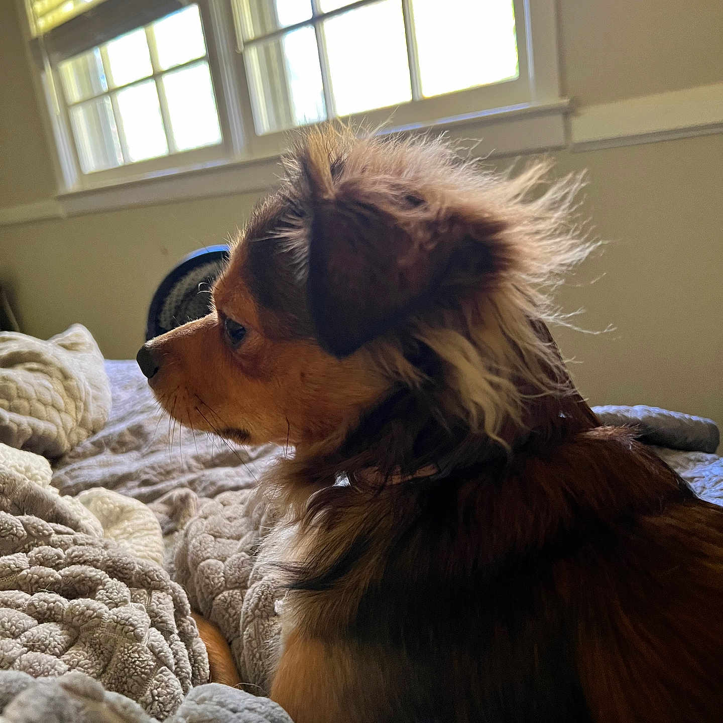 Archie joined the competition — help win amazing prizes! animal, bedroom, blanket, brown, companion, cozy, cute, dog, domestic_animal, ears, fur, furry, indoor, looking, natural_light, pet, relaxed, resting, side_profile, window