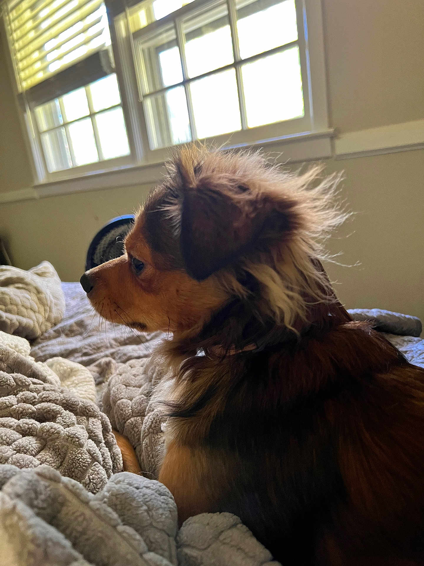 Archie