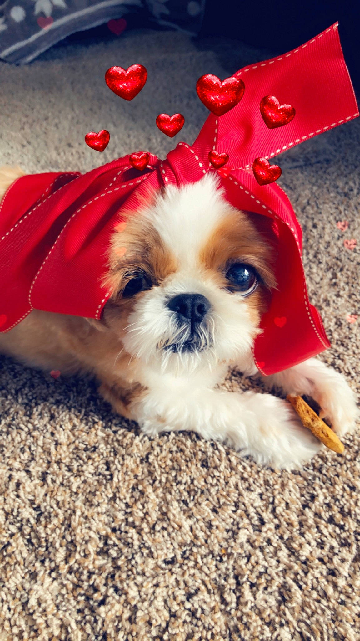 Candi is registered to the contest to win money with this photo: canidae, carmine, carnivore, companion_dog, dog, dog_breed, dog_supply, fashion_accessory, fawn, fur, liver, puppy_love, shih_tzu, snout, spaniel, sporting_group, terrier, toy_dog, whiskers, working_animal