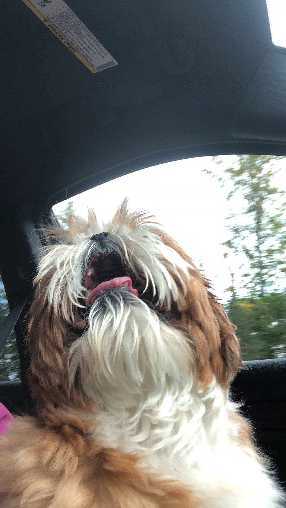 Candi joined the competition — help win amazing prizes! automotive_mirror, canidae, carnivore, companion_dog, dog, dog_breed, dog_collar, fawn, fur, liver, shih_tzu, sky, small_terrier, snout, sporting_group, terrier, toy_dog, whiskers, windshield, working_animal