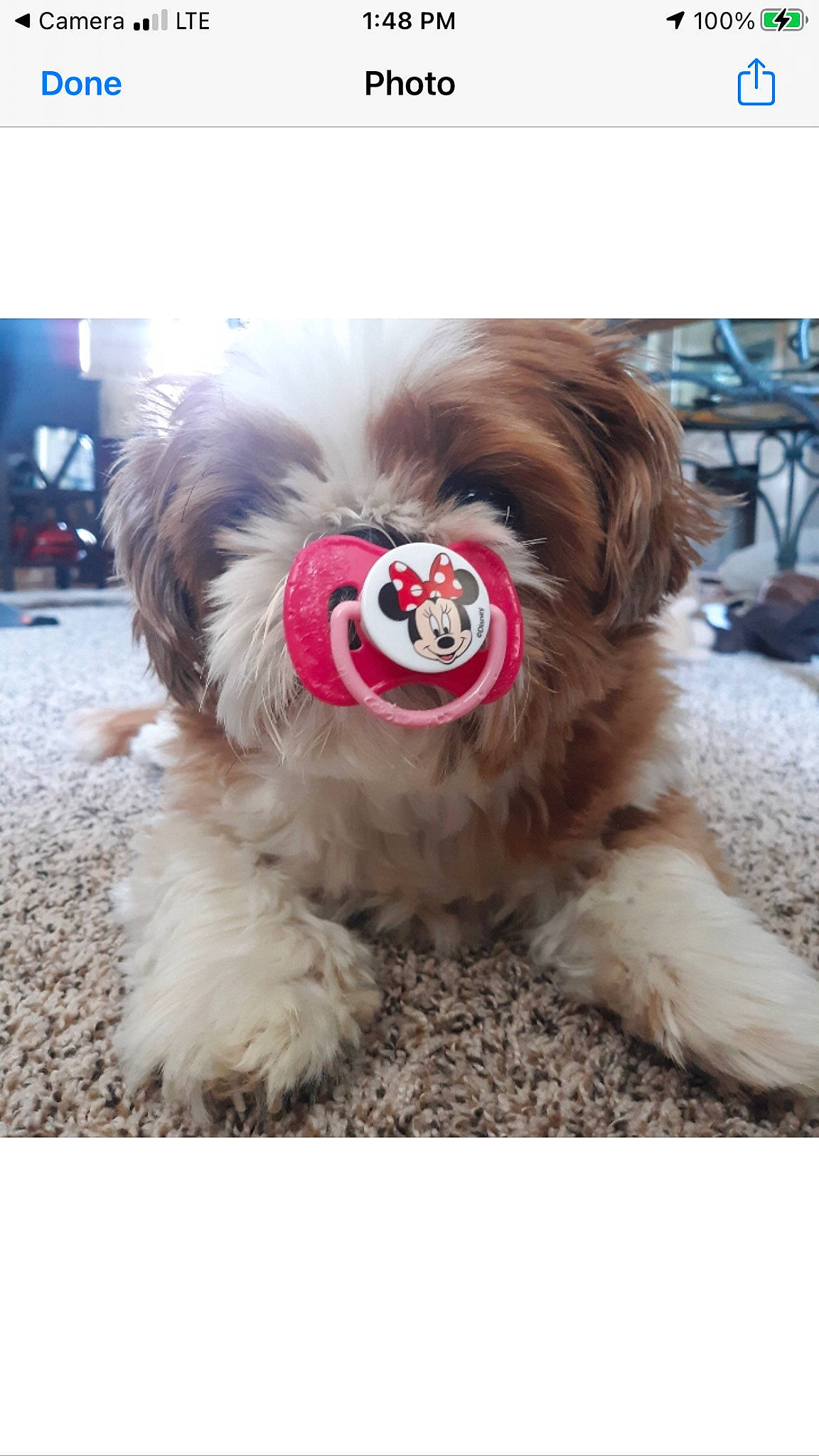 Candi joined the competition — help win amazing prizes! canidae, carnivore, companion_dog, dog, dog_breed, dog_clothes, dog_collar, dog_supply, fur, liver, paw, puppy_love, small_terrier, snout, sporting_group, tail, terrier, toy_dog, whiskers, working_animal