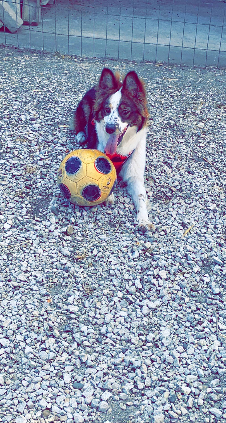 Reyna participe au concours pour gagner de l'argent avec cette photo : asphalt, ball, ball_game, carnivore, companion_dog, dog, dog_breed, dog_supply, electric_blue, flooring, football, grass, net, player, road_surface, soccer, soccer_ball, sports, sports_equipment, team_sport