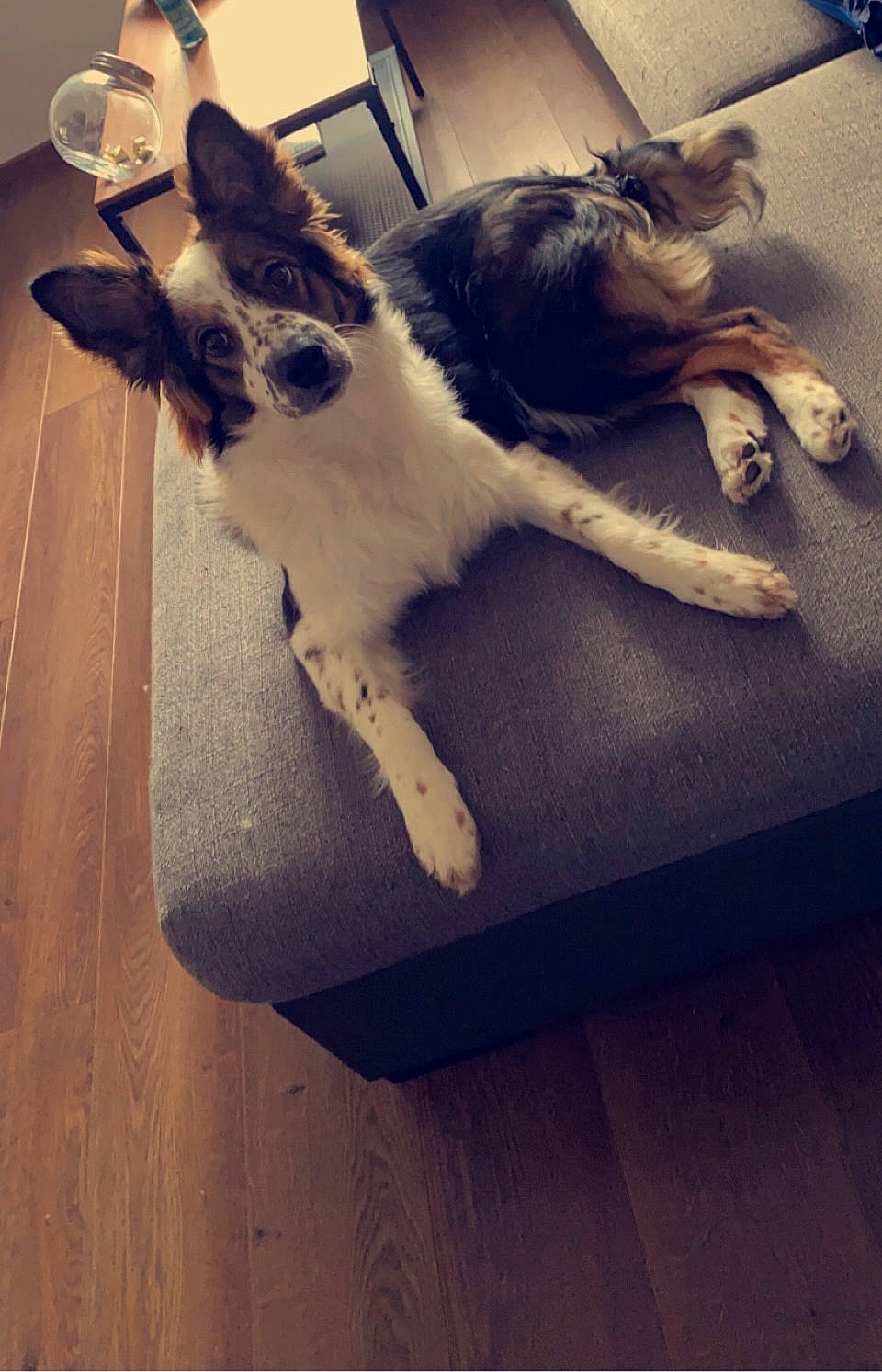 Reyna a rejoint le concours — aidez-le/la à gagner de superbes lots ! carnivore, cat, cloud, comfort, companion_dog, dog_breed, domestic_short_haired_cat, fawn, felidae, flooring, fur, hardwood, human_leg, paw, sky, small_to_medium_sized_cats, snout, tail, whiskers, wood