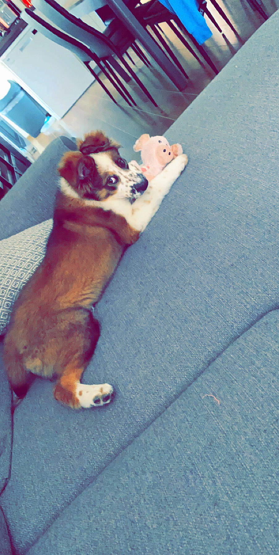 Reyna a rejoint le concours — aidez-le/la à gagner de superbes lots ! asphalt, canidae, carnivore, companion_dog, dog, dog_breed, fawn, felidae, flooring, fur, human_leg, paw, road_surface, small_to_medium_sized_cats, snout, sporting_group, tail, toy_dog, whiskers, working_animal