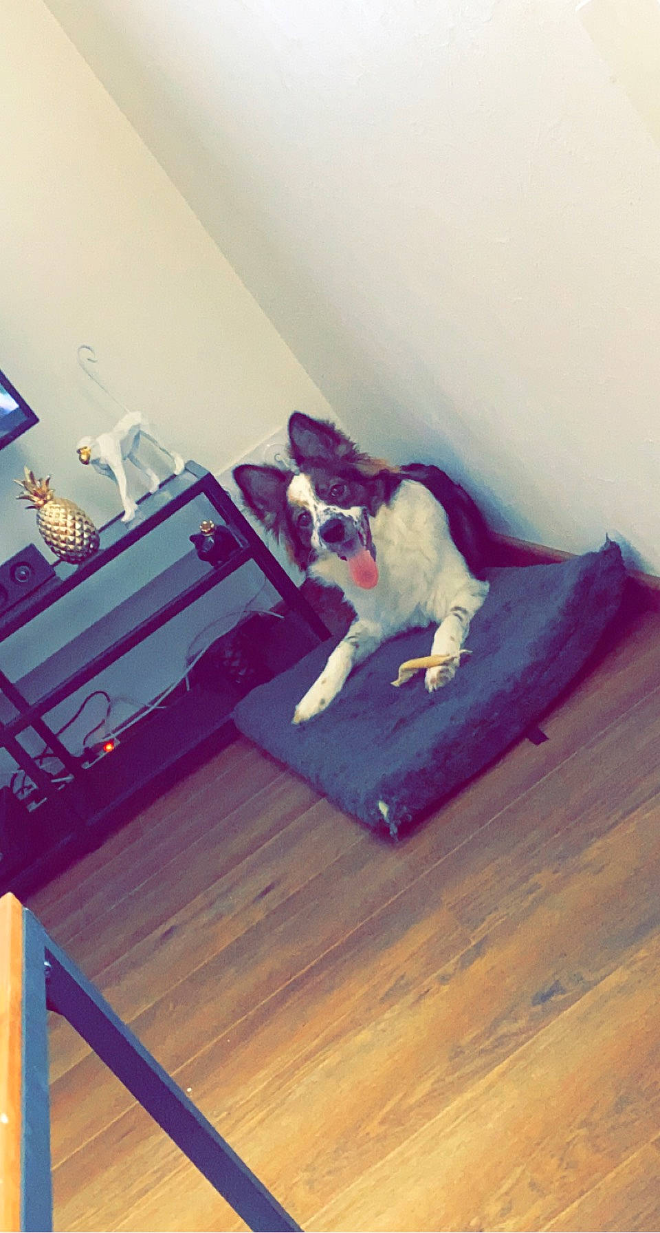 Reyna participe au concours pour gagner de l'argent avec cette photo : carnivore, cat, comfort, companion_dog, dog_breed, felidae, floor, flooring, hardwood, laminate_flooring, purple, room, small_to_medium_sized_cats, tail, varnish, vertebrate, whiskers, wood, wood_flooring, wood_stain