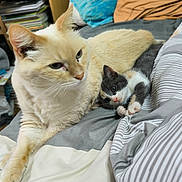 Cappuccino a rejoint le concours — aidez-le/la à gagner de superbes lots ! cat, kitten, animal, pet, bed, blanket, pillow, feline, cute, resting, indoor, cozy, fur, whiskers, domestic, sleepy, laying, closeup, companion, relaxing