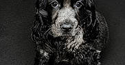 Bobby participe au concours pour gagner de l'argent avec cette photo : adorable, animal, black_and_white, companion, cute, dog, domestic_animal, eyes, face, fluffy, fur, indoor, looking_up, mammal, pet, portrait, puppy, sitting, texture, young