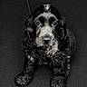 adorable, animal, black_and_white, companion, cute, dog, domestic_animal, eyes, face, fluffy, fur, indoor, looking_up, mammal, pet, portrait, puppy, sitting, texture, young