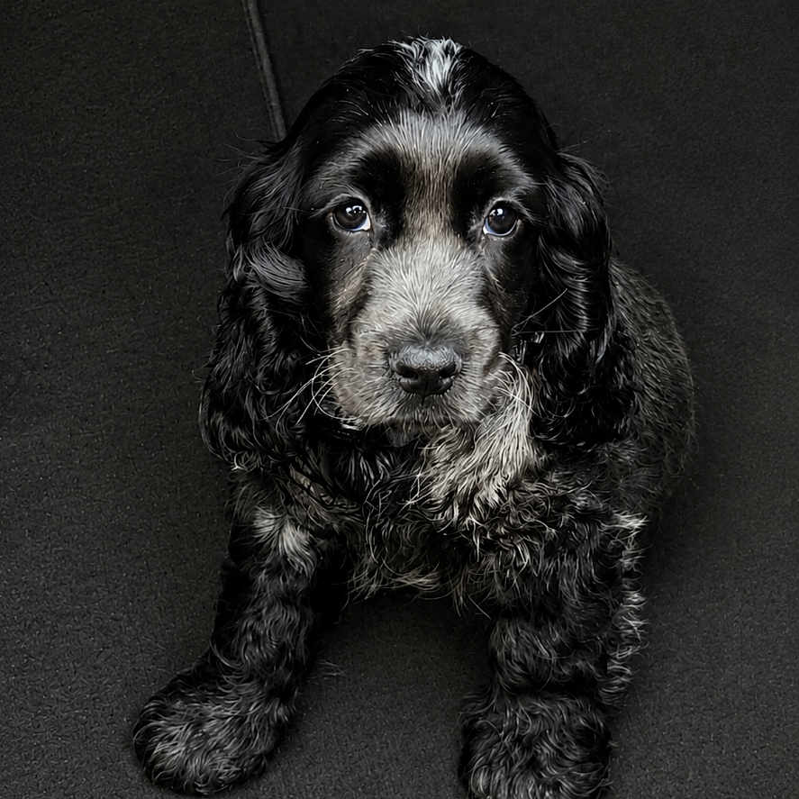 Bobby