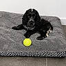 Bobby a rejoint le concours — aidez-le/la à gagner de superbes lots ! animal, black_and_white, companion, cozy, curly_fur, cute, dog, dog_bed, floor_tile, home, indoor, looking_at_camera, minimalist, pet, playful, puppy, relaxed, resting, tennis_ball, young_dog
