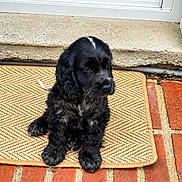 Bobby a rejoint le concours — aidez-le/la à gagner de superbes lots ! animal, black_dog, brick_step, cute, dog, door, doormat, doorway, entrance, fur, guarding, home_mat, outdoor, pet, puppy, sitting, tile_floor, window, woolly_fur, young_dog