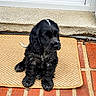 animal, black_dog, brick_step, cute, dog, door, doormat, doorway, entrance, fur, guarding, home_mat, outdoor, pet, puppy, sitting, tile_floor, window, woolly_fur, young_dog