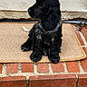 Bobby a rejoint le concours — aidez-le/la à gagner de superbes lots ! animal, black_fur, brick, calm, cute, dog, doormat, doorway, fur, gravel, home_mat, looking_away, outdoor, pet, portrait, puppy, sitting, small_dog, steps, young_dog