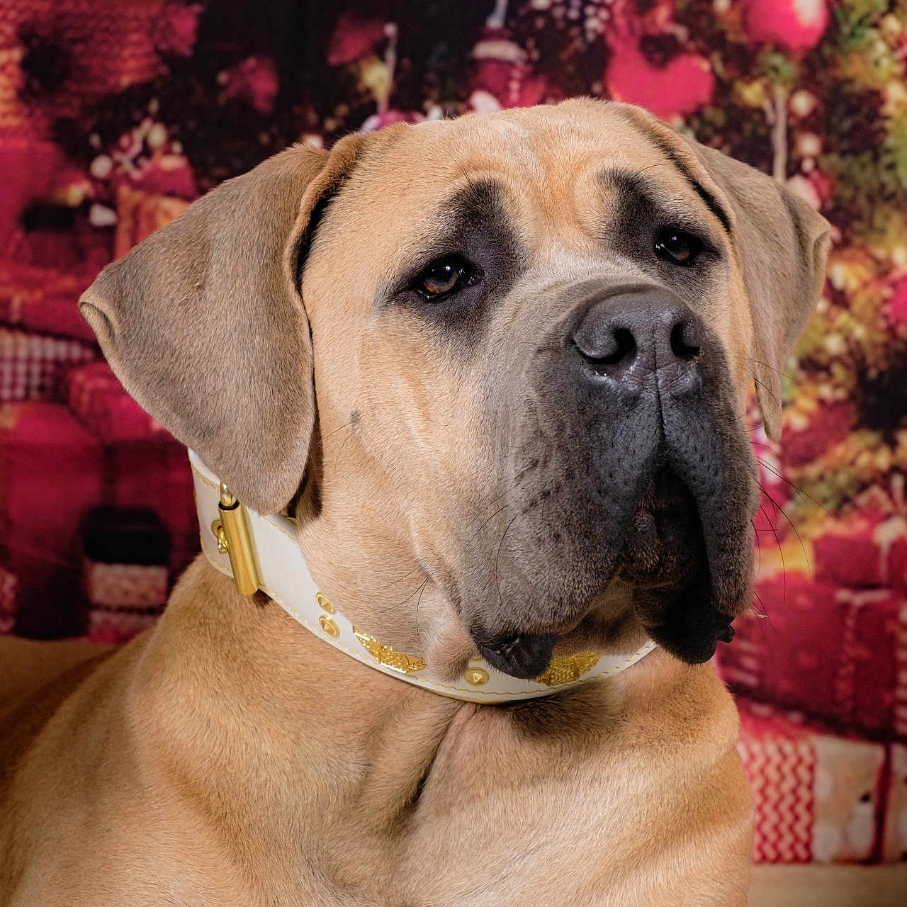 Talia participe au concours pour gagner de l'argent avec cette photo : animal, boxer, bulldog, canine, cushion, dog, frenchbulldog, greatdane, homedecor, hound, indoors, interiordesign, labradorretriever, person, pet, pitbull, puppy, sleeping, snout, whitedog