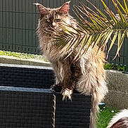Chouchou participe au concours pour gagner de l'argent avec cette photo : cat, fluffy, outdoor, green_eyes, fence, chair, plant, palm_frond, sunlight, garden, pet, animal, sitting, fur, nature, daylight, portrait, relaxed, feline, domestic