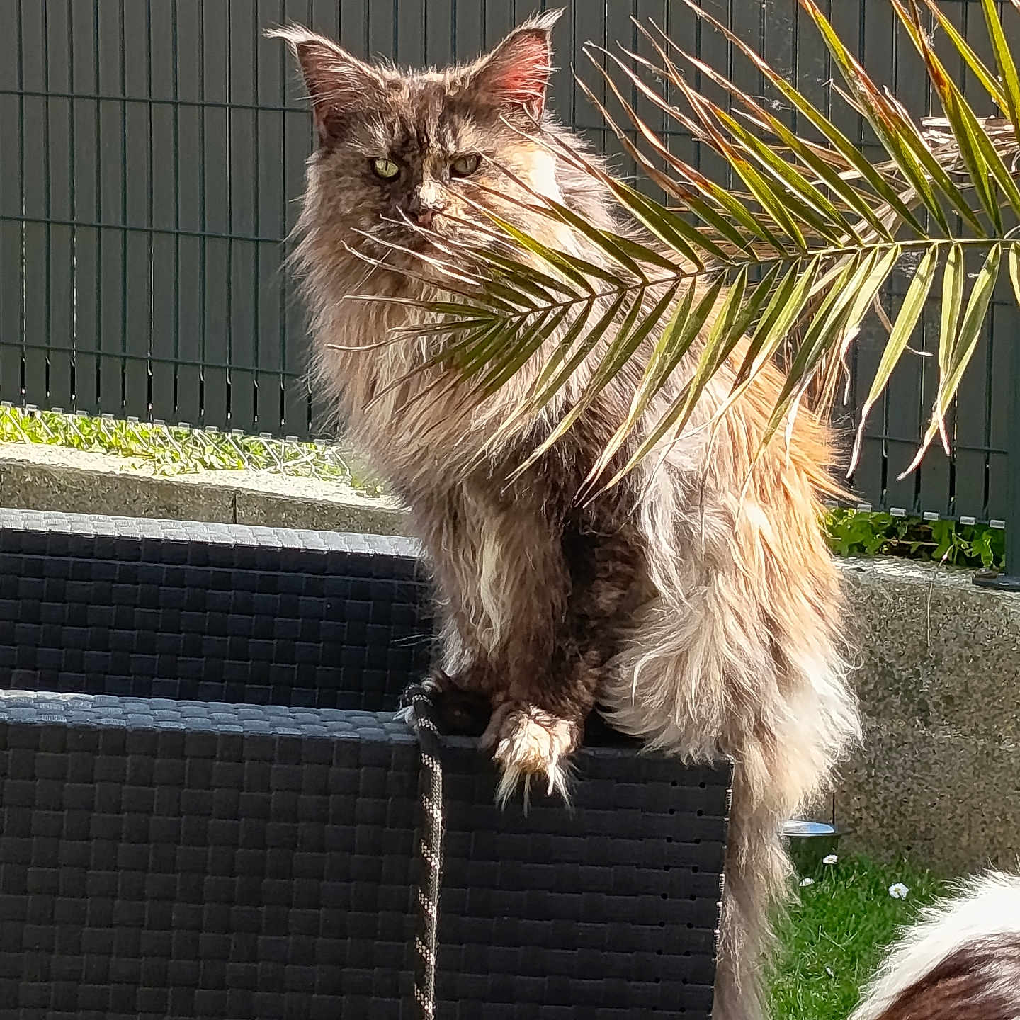 Chouchou