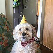 Oakley joined the competition — help win amazing prizes! dog, puppy, white_fur, curly_fur, party_hat, bow_tie, portrait, sitting, indoors, chair, floral_pattern, home, door, plant, wooden_cabinet, birthday, pet, cute, looking_at_camera, collar