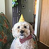 dog, puppy, white_fur, curly_fur, party_hat, bow_tie, portrait, sitting, indoors, chair, floral_pattern, home, door, plant, wooden_cabinet, birthday, pet, cute, looking_at_camera, collar