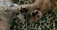 Oakley is registered to the contest to win money with this photo: dogs, puppies, fluffy, curly_hair, white_dog, tan_dog, sleeping, lying_down, pets, animals, canine, fur, paws, tongue, nap, blanket, green, spotted_pattern, indoors, cozy