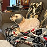 Oakley is registered to the contest to win money with this photo: dog, pet, curly_hair, white_dog, ear_protection, headphones, couch, blanket, pillow, living_room, indoors, cozy, sitting, lying_down, portrait, home, furniture, patterned_fabric, stereo, bookshelf