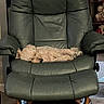 Oakley joined the competition — help win amazing prizes! cat, orange_cat, fluffy, sleeping, lying_down, recliner, armchair, furniture, indoor, living_room, cozy, relaxed, pet, animal, whiskers, fur, stretched_out, stuffed_animals, carpet, home