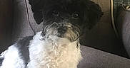 Humphrey joined the competition — help win amazing prizes! affenpinscher, animal, architecture, building, canine, chair, couch, cushion, dog, furniture, homedecor, indoors, interiordesign, livingroom, pet, photoframe, poodle, puppy, room, terrier