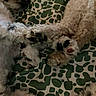 dogs, puppies, fluffy, curly_hair, sleeping, lying_down, cuddle, pets, animal, fur, white_dog, brown_dog, tongue, blanket, bedding, patterned_fabric, indoor, cozy, closeup, relaxed