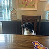 dog, black_and_white, sitting, dining_room, dining_table, chair, game_cards, card_game, wooden_table, home_interior, furniture, curtains, window, sunlight, wall_art, flowers, lamp, sideboard, pet, portrait