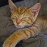 kitten, cat, sleeping, orange_tabby, paw, close_up, pet, feline, fur, whiskers, relaxation, cozy, rest, animal, cute, domestic_cat, soft, bed, indoor, nap