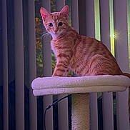 Sir Cosmo joined the competition — help win amazing prizes! cat, kitten, ginger_cat, orange_tabby, pet, animal, feline, sitting, portrait, wide_eyes, whiskers, ears, fur, cat_tree, scratching_post, feather_toy, indoor, window, vertical_blinds, purple_lighting
