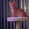 cat, kitten, ginger_cat, orange_tabby, pet, animal, feline, sitting, portrait, wide_eyes, whiskers, ears, fur, cat_tree, scratching_post, feather_toy, indoor, window, vertical_blinds, purple_lighting