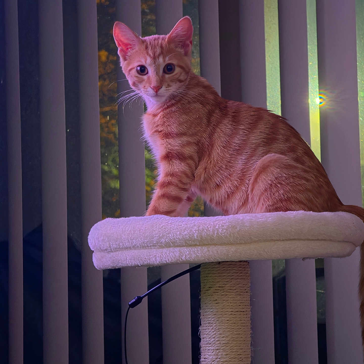 Sir Cosmo joined the competition — help win amazing prizes! cat, kitten, ginger_cat, orange_tabby, pet, animal, feline, sitting, portrait, wide_eyes, whiskers, ears, fur, cat_tree, scratching_post, feather_toy, indoor, window, vertical_blinds, purple_lighting