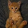 kitten, cat, orange_tabby, pet, animal, cute, feline, paws, whiskers, ears, eyes, fur, resting, blanket, indoor, cozy, portrait, young, soft, quilted