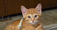Sir Cosmo joined the competition — help win amazing prizes! kitten, cat, orange_tabby, indoor, pet, fur, cute, animal, mammal, whiskers, ears, eyes, resting, curious, young, feline, domestic_cat, small, adorable, cozy