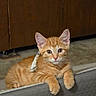 kitten, cat, orange_tabby, indoor, pet, fur, cute, animal, mammal, whiskers, ears, eyes, resting, curious, young, feline, domestic_cat, small, adorable, cozy