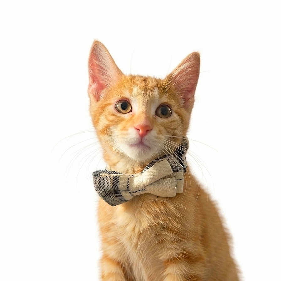 Sir Cosmo