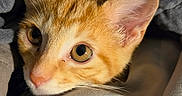 Sir Cosmo joined the competition — help win amazing prizes! animal, blanket, cat, close_up, cozy, curious, cute, ears, eyes, face, fur, indoor, kitten, nestled, orange_cat, pet, resting, soft, whiskers, white_fur