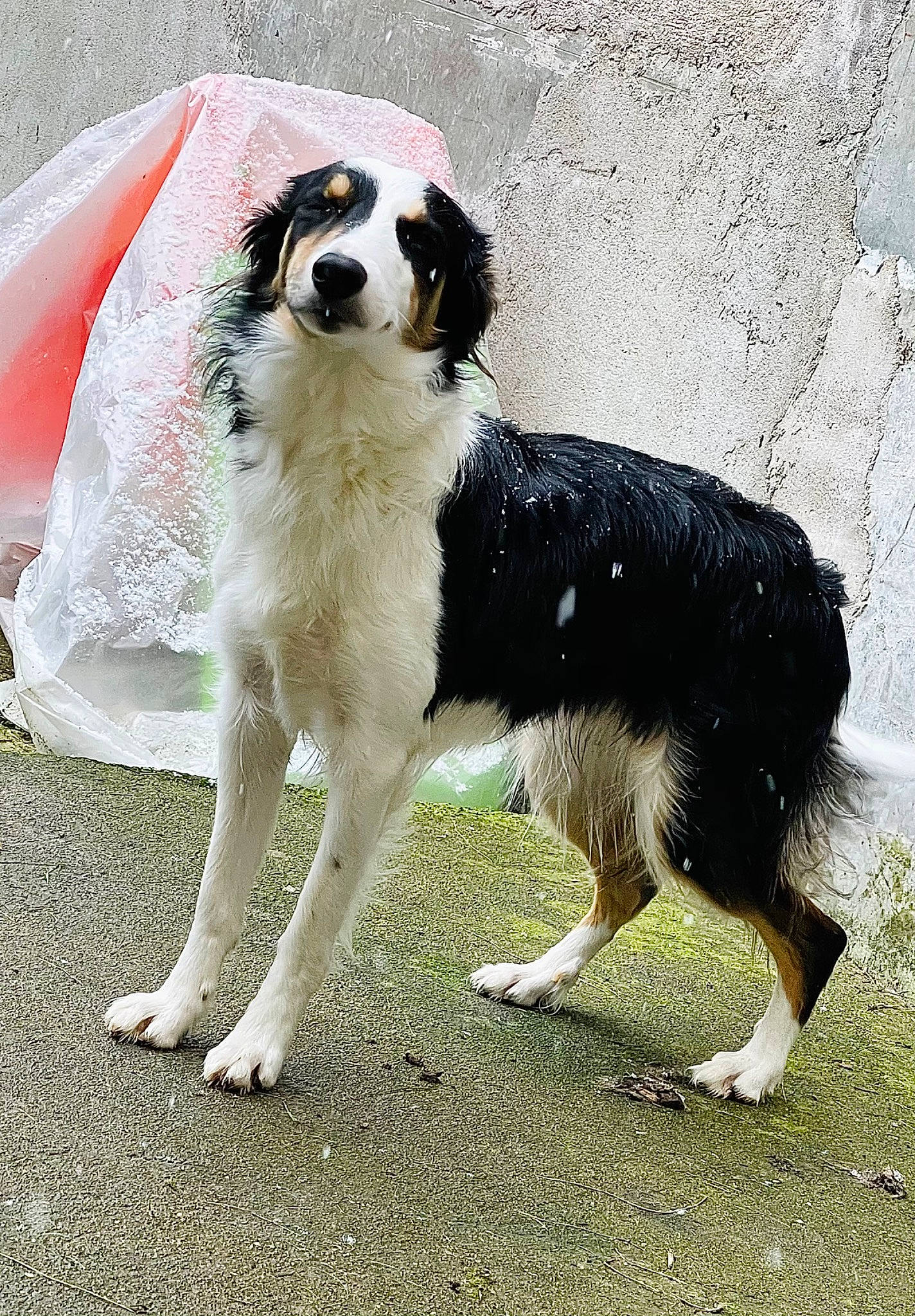 Léna a rejoint le concours — aidez-le/la à gagner de superbes lots ! ancient_dog_breeds, canidae, carnivore, companion_dog, dog, dog_breed, fur, grass, gun_dog, herding_dog, landseer, plant, sporting_group, tail, working_animal, working_dog