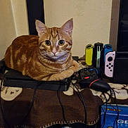 Willow participe au concours pour gagner de l'argent avec cette photo : cat, orange_tabby, gaming_console, game_controller, video_game, electronics, indoor, pet, cable, table, blanket, wall, curious, loaf_position, technology, colorful, entertainment, gamer, relaxed, feline