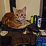 cat, orange_tabby, gaming_console, game_controller, video_game, electronics, indoor, pet, cable, table, blanket, wall, curious, loaf_position, technology, colorful, entertainment, gamer, relaxed, feline