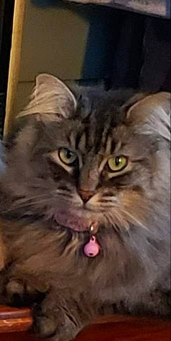 Maya is registered to the contest to win money with this photo: asian, asian_semi_longhair, british_longhair, british_semi_longhair, carnivore, cat, domestic_long_haired_cat, european_shorthair, felidae, kitten, maine_coon, mammal, norwegian_forest_cat, pixie_bob, siberian, small_to_medium_sized_cats, snout, tabby_cat, vertebrate, whiskers