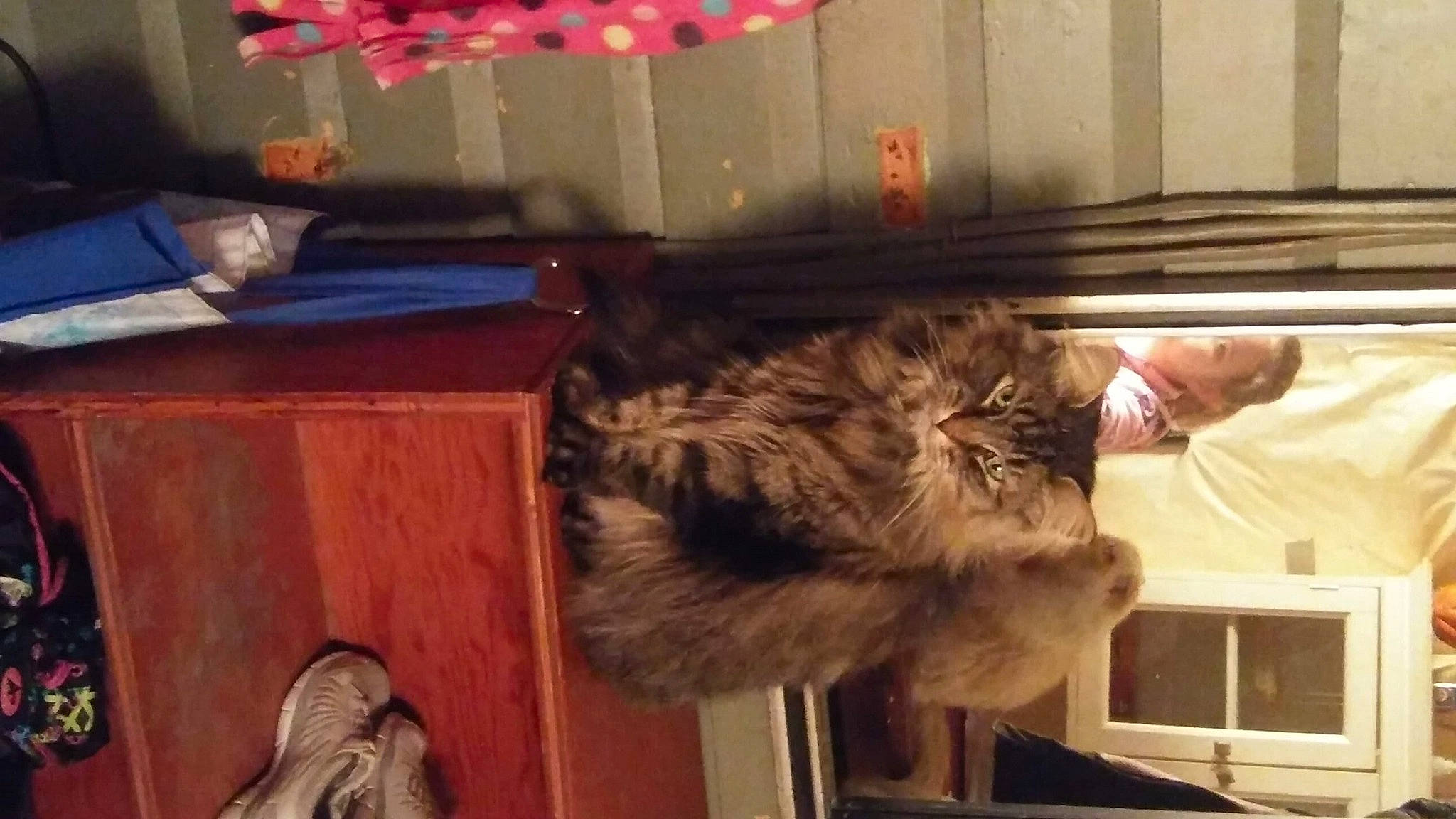 Maya is registered to the contest to win money with this photo: american_curl, american_shorthair, carnivore, cat, domestic_long_haired_cat, dragon_li, european_shorthair, felidae, fur, kurilian_bobtail, maine_coon, norwegian_forest_cat, pixie_bob, polydactyl_cat, small_to_medium_sized_cats, tabby_cat, whiskers