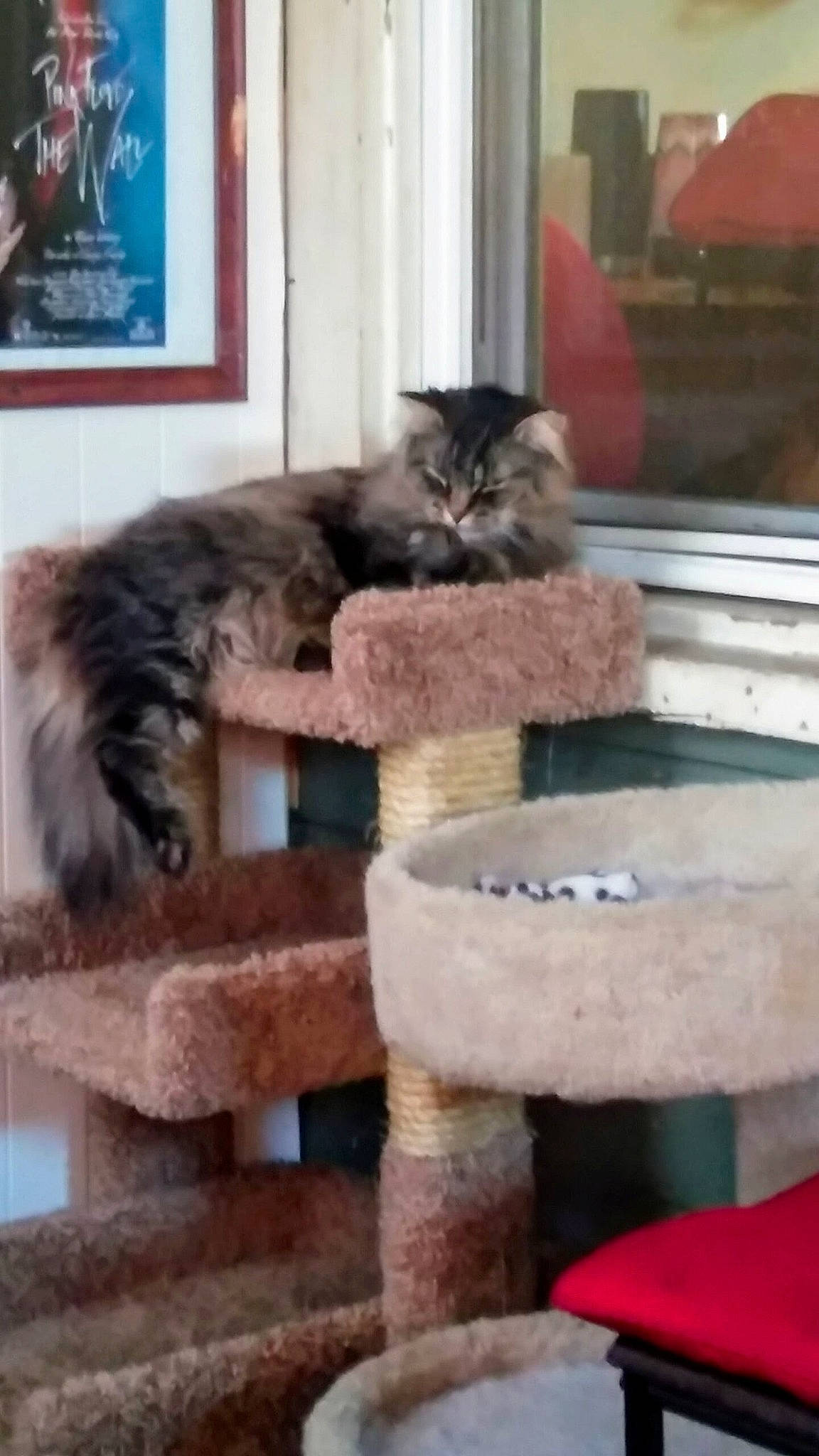 Maya joined the competition — help win amazing prizes! asian, carnivore, cat, domestic_long_haired_cat, domestic_short_haired_cat, european_shorthair, felidae, kitten, maine_coon, mammal, norwegian_forest_cat, persian, polydactyl_cat, siberian, small_to_medium_sized_cats, tail, whiskers